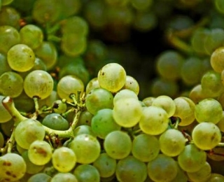 Racimos de uvas